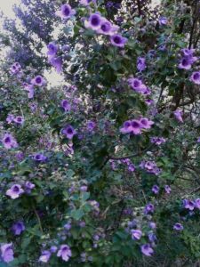 The rewards of getting out of the physical comfort zone.. a little higher, I found a smile, on the face of Donna, cyclign her way to teh top. Below, it was taking the time to look, and feel the land which is me.