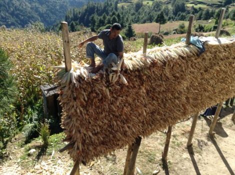 Lakpa busy storing maize.